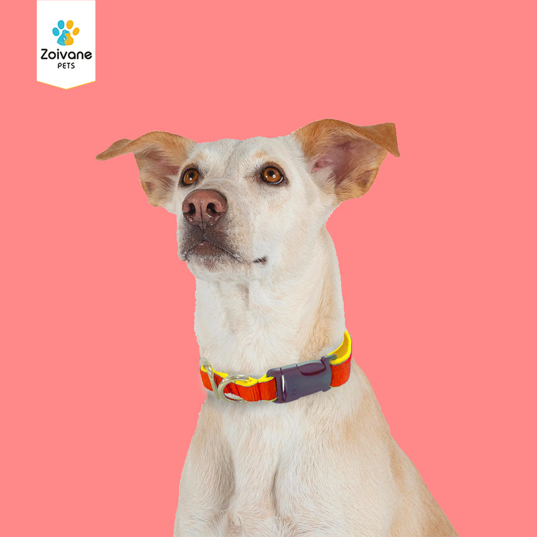 Zoivane Pets Nylon Padded Collar for Dogs | Size-M| Strong, Comfy, and Built to Last! - (Color may vary)