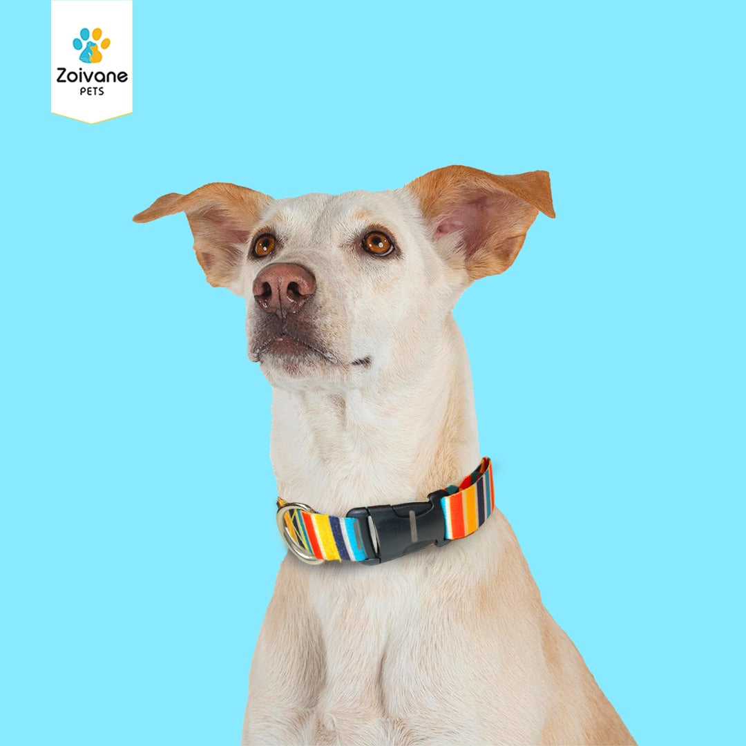 Zoivane Pets Printed Collar for Dogs | Size S|  ( print patterns may vary)