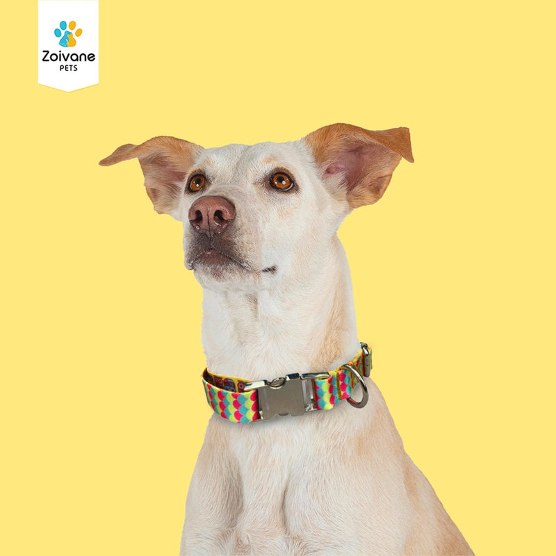 Zoivane Pets Printed Collar for Dogs | Size S|  ( print patterns may vary)