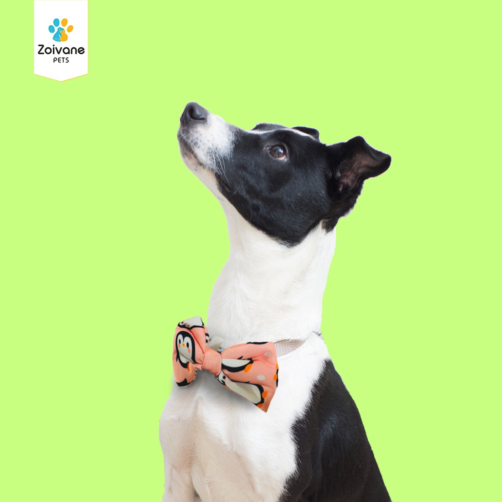 Zoivane Pets Stylish Bow Tie for Dogs (Size-Medium) - Comfortable, Adjustable, and Perfect for Every Occasion, (Color may Vary)