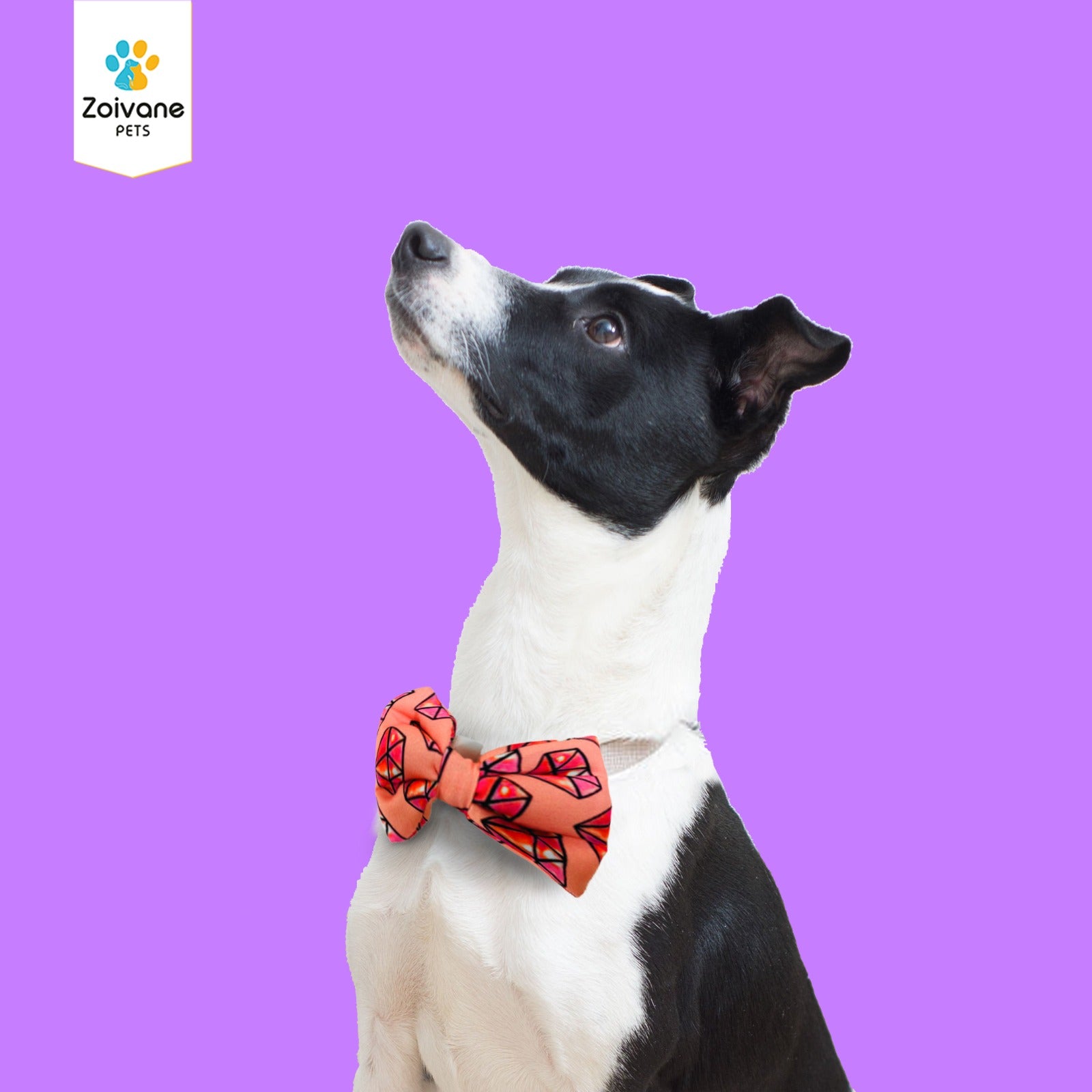 Zoivane Pets Stylish Bow Tie for Dogs (Size-Medium) - Comfortable, Adjustable, and Perfect for Every Occasion, (Color may Vary)