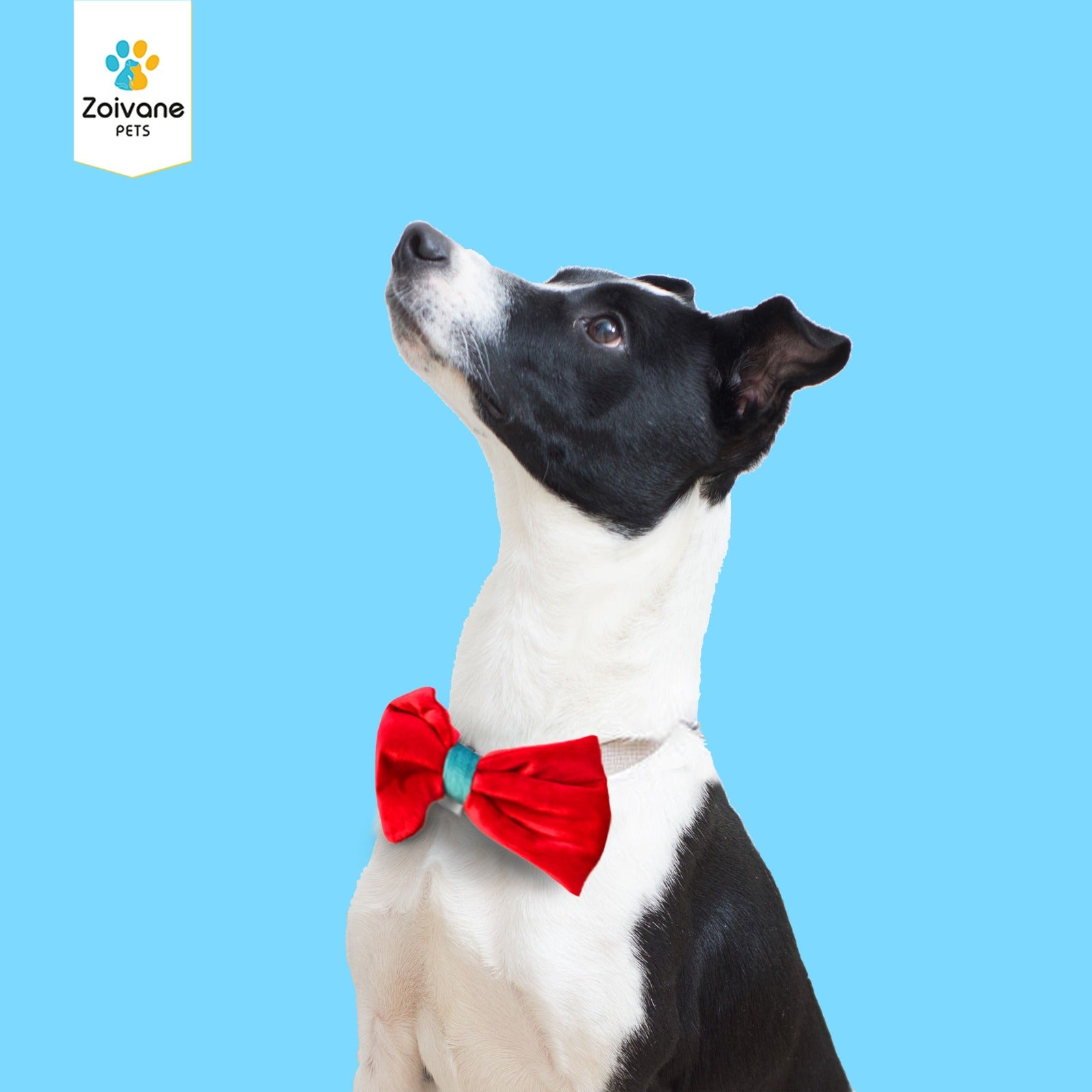 Zoivane Pets Stylish Bow Tie for Dogs (Size-Medium) - Comfortable, Adjustable, and Perfect for Every Occasion, (Color may Vary)