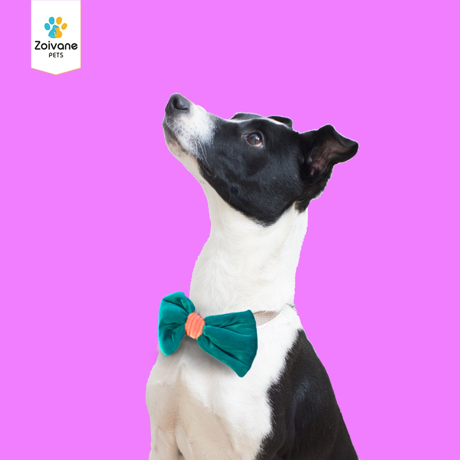 Zoivane Pets Stylish Bow Tie for Dogs (Size-Medium) - Comfortable, Adjustable, and Perfect for Every Occasion, (Color may Vary)